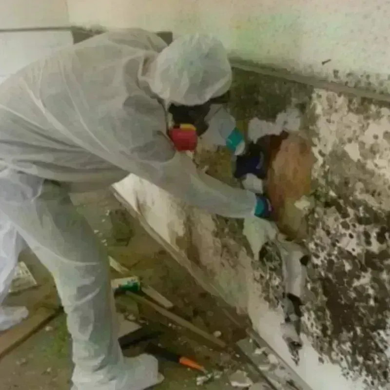 Mold Remediation and Removal in Hingham, MA